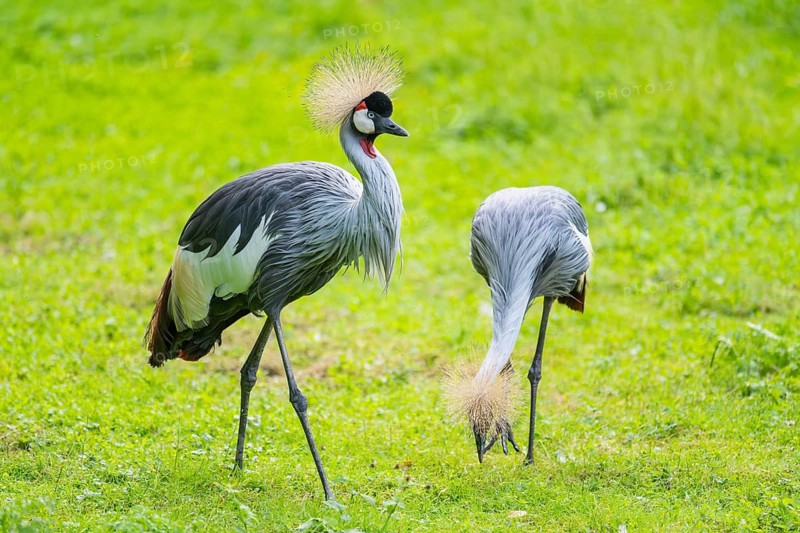 Black crowned crane (Balearica pavonina) walking on a meadow, Bavaria, Germany