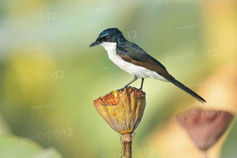 Restless Flycatcher (Myiagra inquieta), Northern Territory, Australia