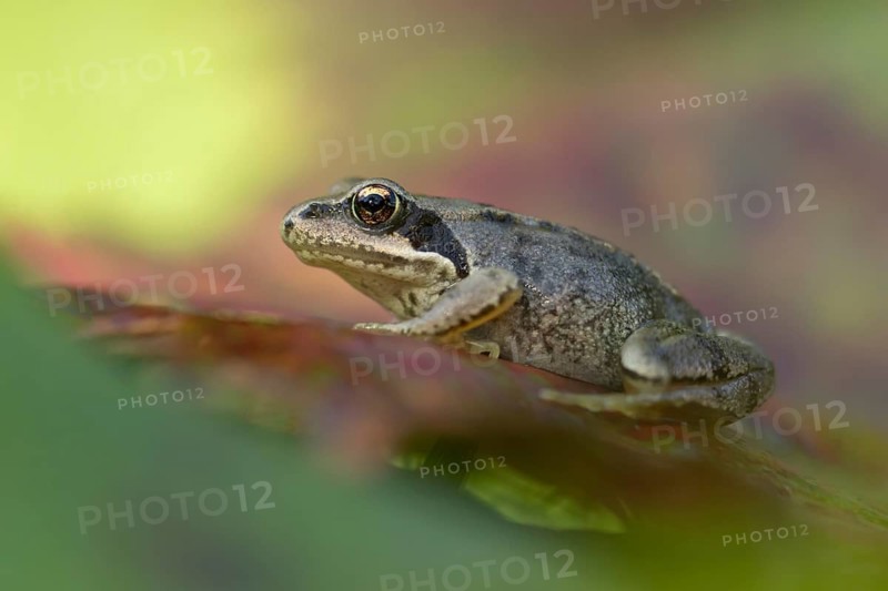Common frog (Rana temporaria) juvenile baby froglet amphibian on an autumn colour leaf, England, United Kingdom