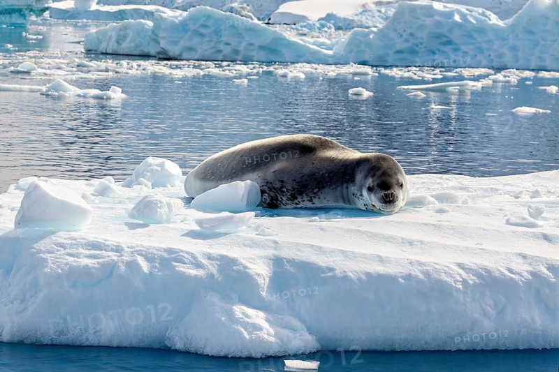 A sea lion rests peacefully on an ice floe, surrounded by the calm Antarctic, leopard seal (Hydrurga leptonyx) on an ice floe in the Antarctic