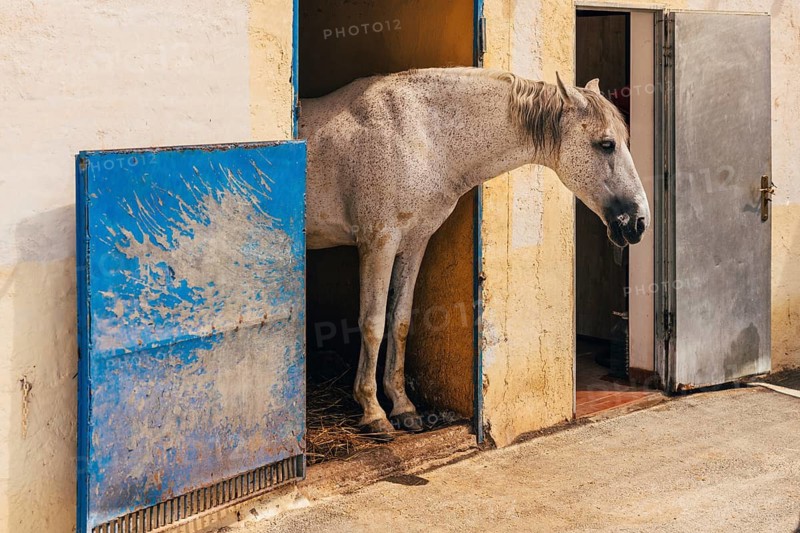 Side view of chestnut horse standing on barn and looking away on sunny summer day