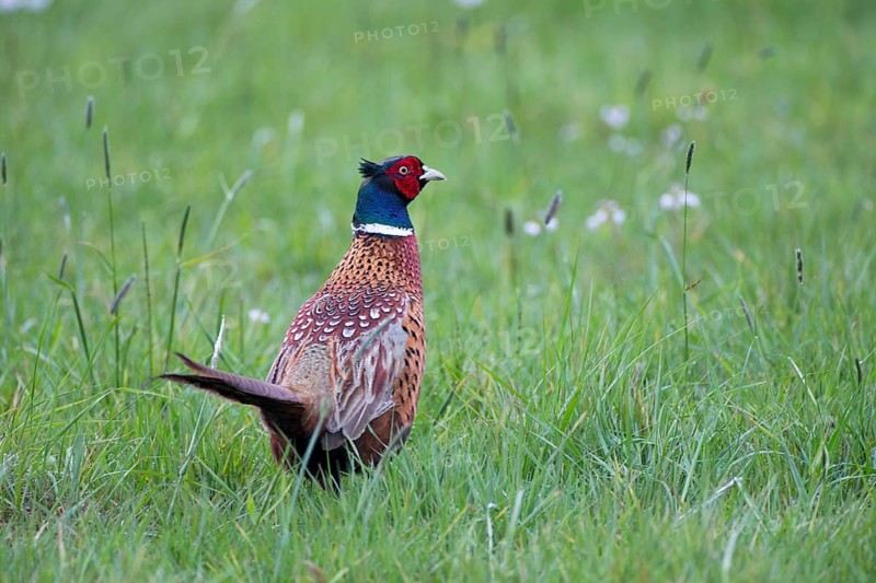 Common Pheasant (Phasianus colchicus) male, Lower Saxony, Germany