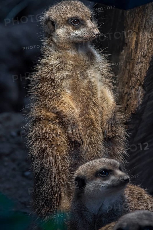 Meerkat (Suricata suricatta), Nuremberg Zoo, Middle Franconia, Bavaria, Germany