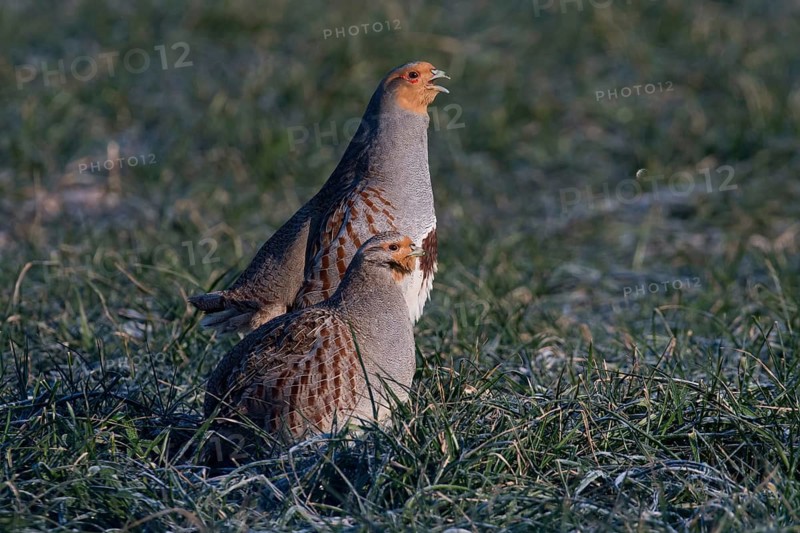 Grey Partridge (Perdix perdix), Thuringia, Germany