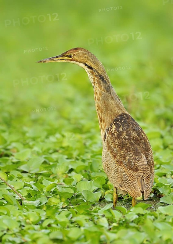 American Bittern (Botaurus lentiginosus), Texas, USA