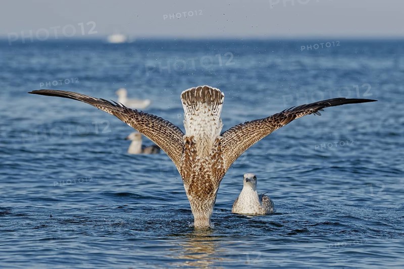Juvenile European herring gull (Larus argentatus) spreading its wings while bathing on the surface of the Baltic Sea, Poland
