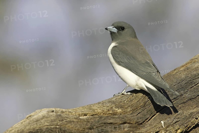 White-breasted Woodswallow (Artamus leucorynchus), Queensland, Australia