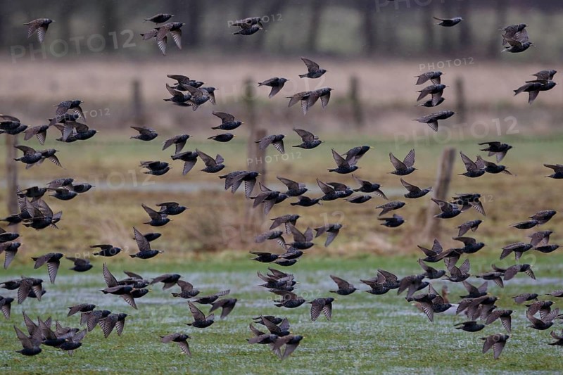 Common Starling (Sturnus vulgaris) flock flying, North Rhine-Westphalia, Germany