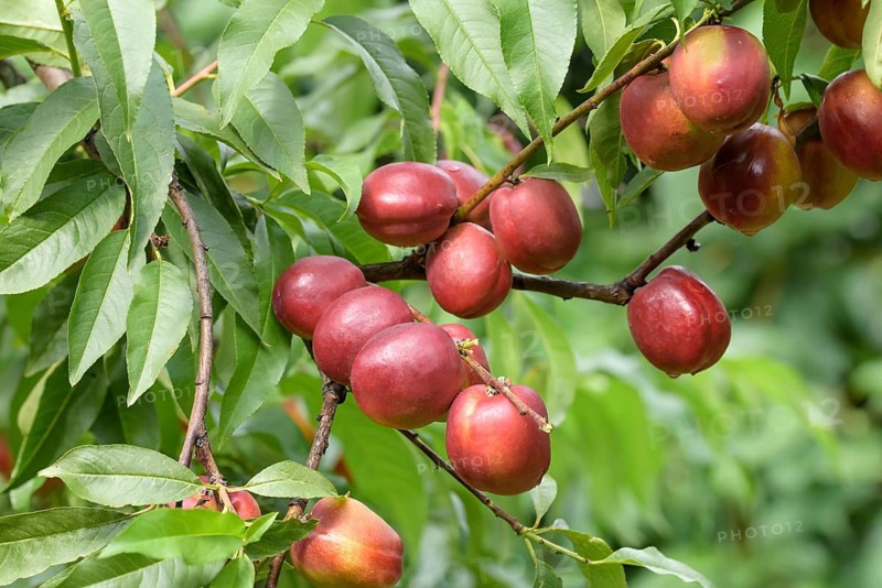 Nectarine (Prunus persica 'Harblaze'),  Austria