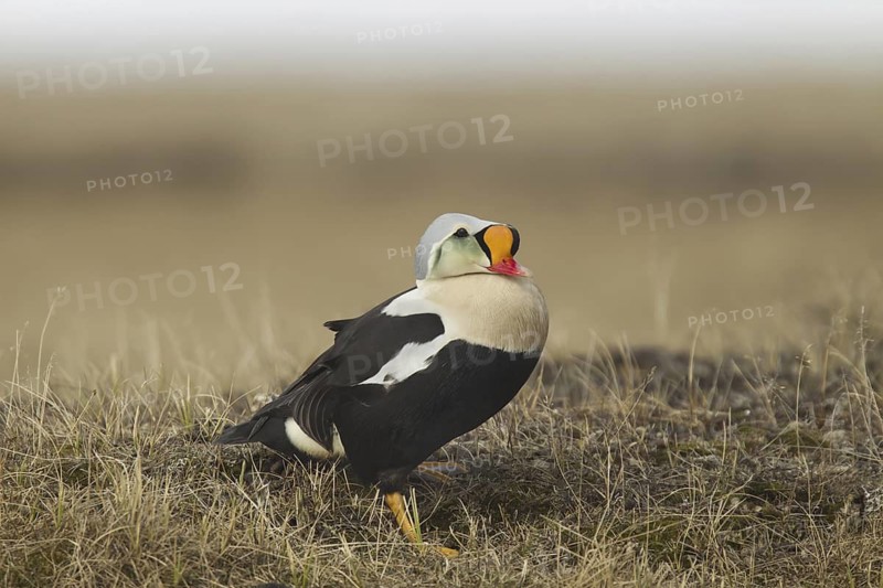 King Eider (Somateria spectabilis) male, Alaska, USA