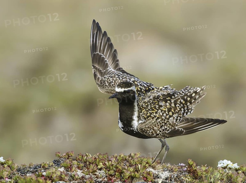 Pacific Golden Plover (Pluvialis fulva) male, Alaska, USA