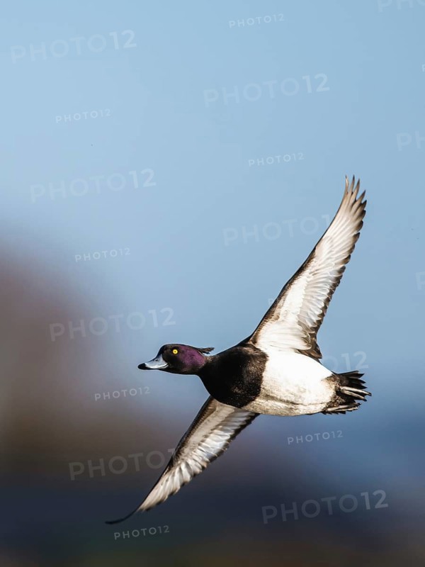 Tufted Duck, Aythya fuligula, male in flight