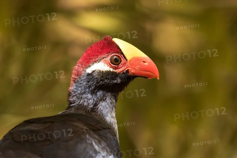 Violet Turaco (Musophaga violacea), Gambia