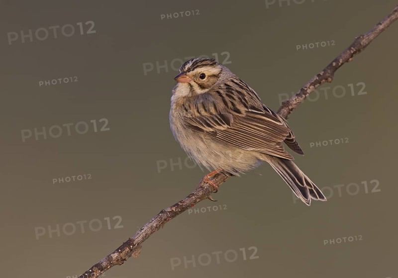 Clay-colored Sparrow (Spizella pallida), North Dakota, USA