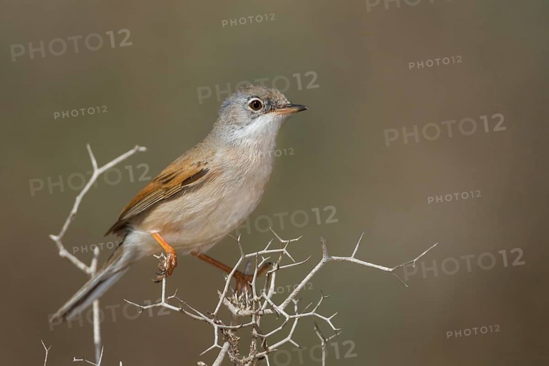 Spectacled Warbler - Brillengrasmücke - Sylvia conspicillata ssp. conspicillata, Morocco, 2nd cy male