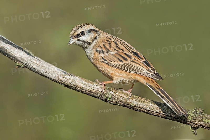 Rock Bunting (Emberiza cia) juvenile perched on a branch, Aosta Valley, Italy