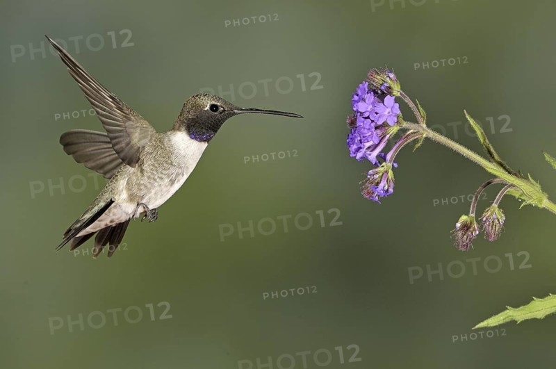Black-chinned Hummingbird (Archilochus alexandri), Canada