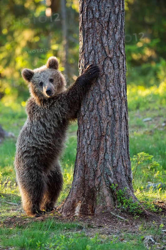 Eurasian Brown Bear (Ursus arctos) standing at tree in forest, Finland