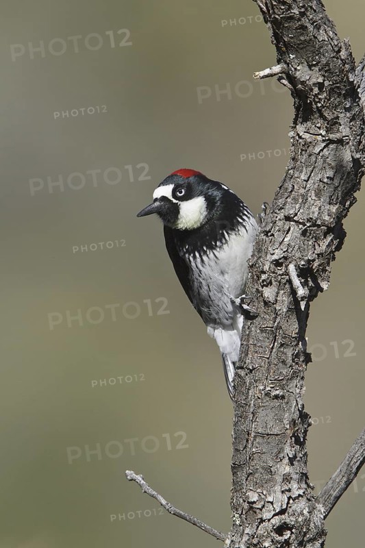 Acorn Woodpecker (Melanerpes formicivorus), New Mexico, USA