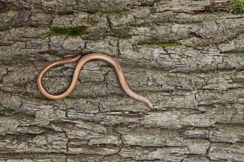 Slow worm (Anguis fragilis) adult reptile on a tree stump in summer, England, United Kingdom