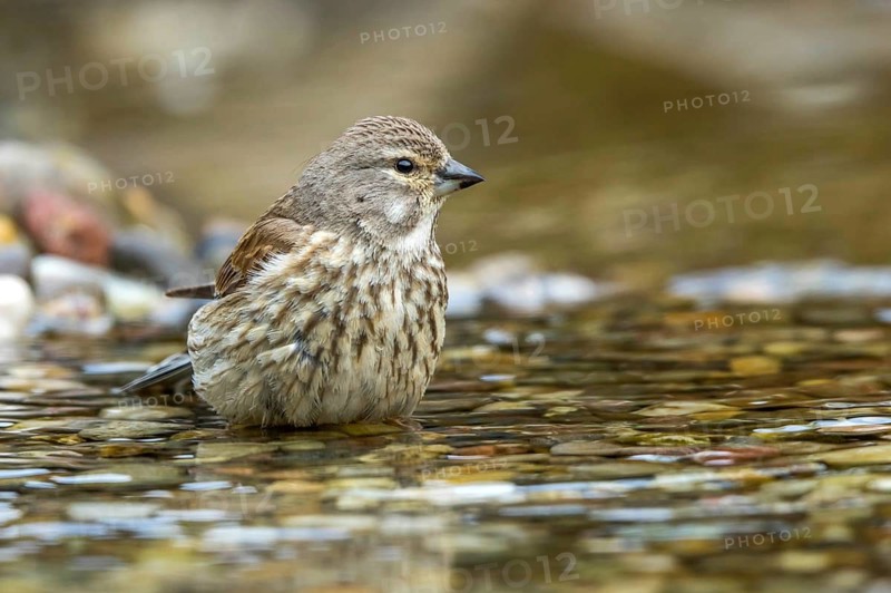 Common Linnet (Linaria cannabina) female in little stream, Mecklenburg-Western Pomerania, Germany