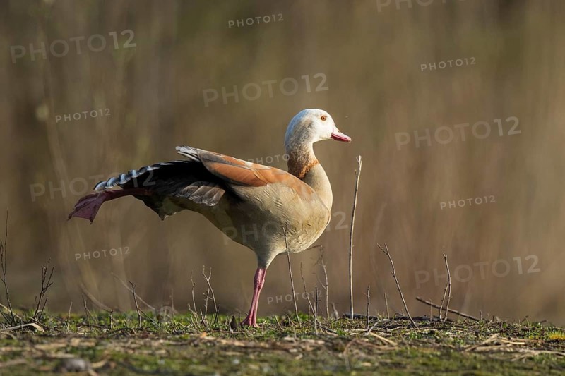 Egyptian Goose (Alopochen aegyptiaca) stretching wing and leg, North Rhine-Westphalia, Germany