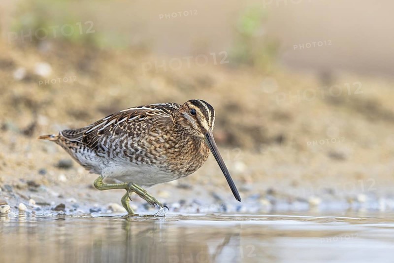 Common Snipe (Gallinago gallinago), North Rhine-Westphalia, Germany