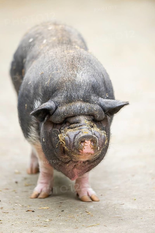 Vietnamese Pot-bellied pig, Bavaria, Germany