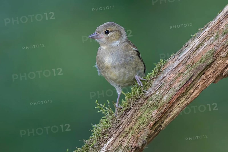 Common Chaffinch (Fringilla coelebs) juvenile, North Rhine-Westphalia, Germany