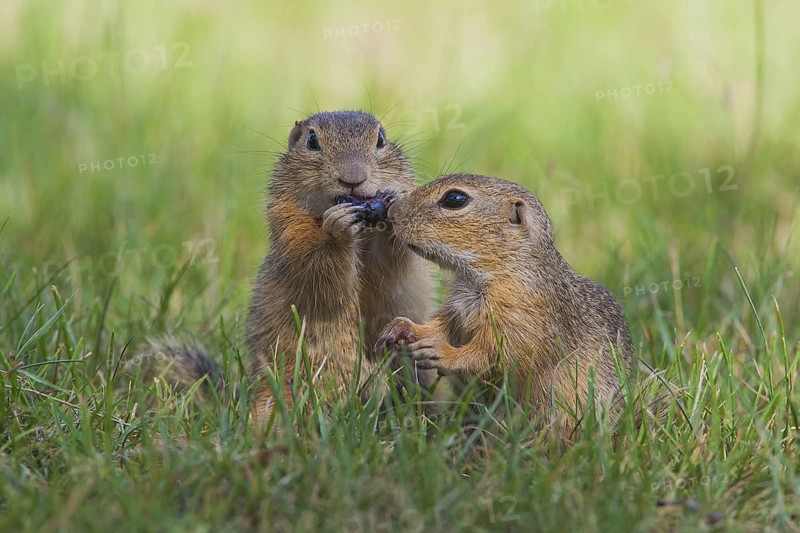 Ziesel, Spermophilus citellus, European ground squirrel