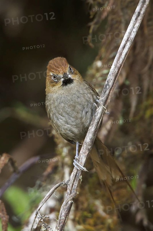 Black-throated Thistletail (Schizoeaca harterti) perched on a branch in Bolivia, South America