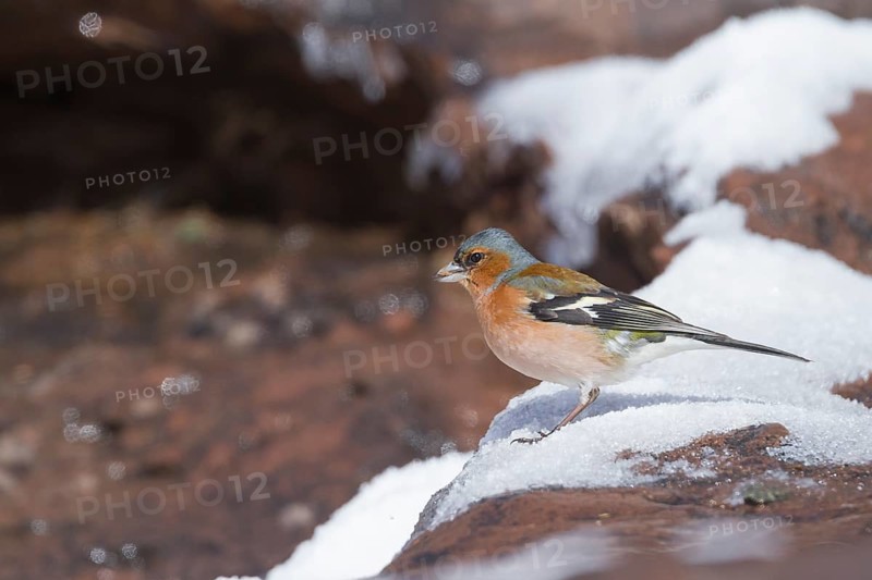Chaffinch - Buchfink - Fringilla coelebs, ssp. coelebs, Morocco, adult male