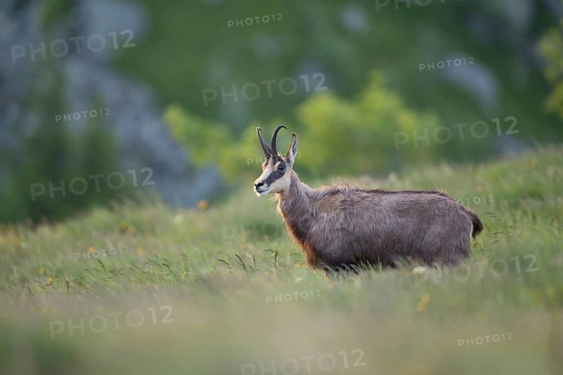 Chamois (Rupicapra rupicapra) adult standing in alpine meadow, France
