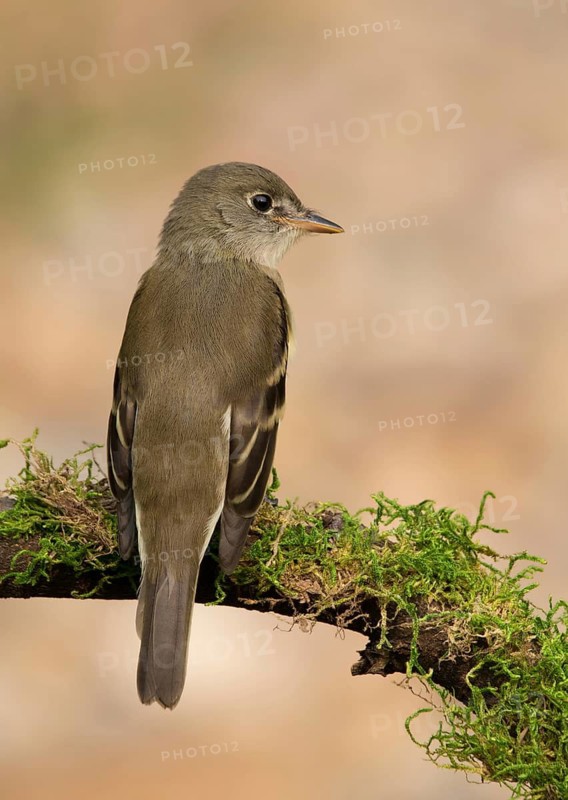 Least Flycatcher, Empidonax minimus, perched near a pond in Saskatoon, Saskatchewan