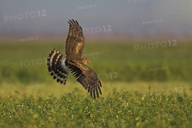 Hen Harrier (Circus cyaneus) female flying, Netherlands