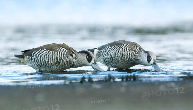 Pink-eared Duck (Malacorhynchus membranaceus) pair, Victoria, Australia