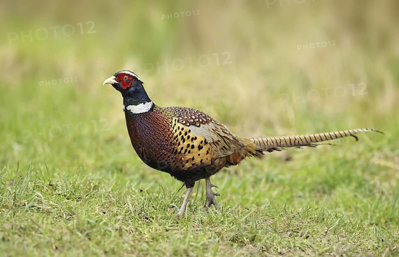 Common Pheasant (Phasianus colchicus) male, British Columbia, Canada