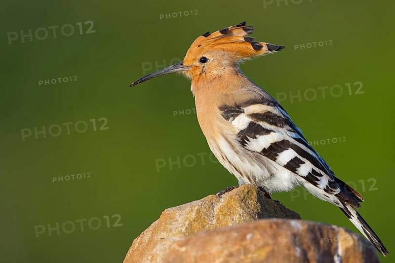 Hoopoe, (Upupa epops), on a perch, family Hoopoes, early raptors, Hides de El Taray / Lesser Kestrel Hide, Villafranca de los Caballeros, Castilla La Mancha / Toledo, Spain