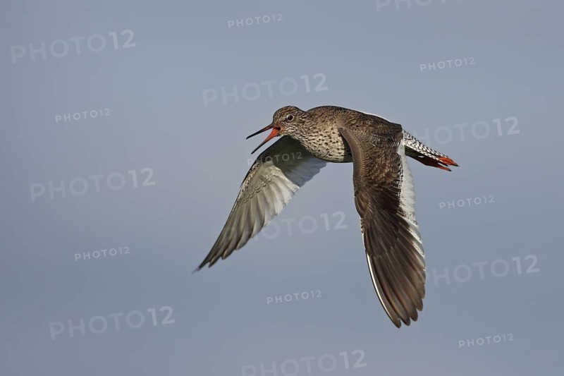 Common Redshank (Tringa totanus) male calling in flight, Lower Saxony, Germany