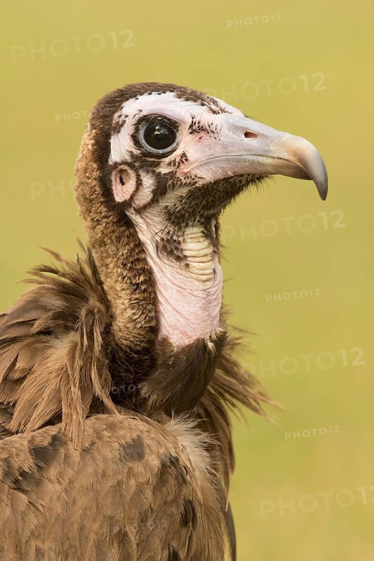 Hooded Vulture (Necrosyrtes monachus) juvenile, Gambia