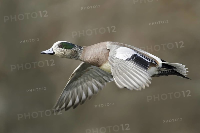 American Wigeon (Mareca americana) male flying, British Columbia, Canada