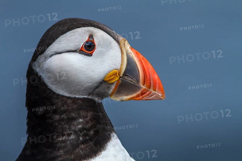 Atlantic Puffin (Fratercula arctica) adult portrait, Farne Islands, United Kingdom