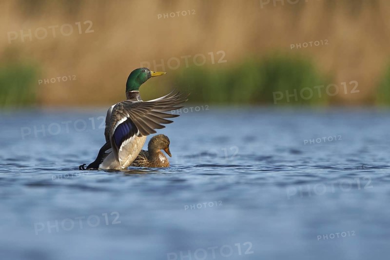 Mallard (Anas platyrhynchos) mating, Utrecht, Netherlands