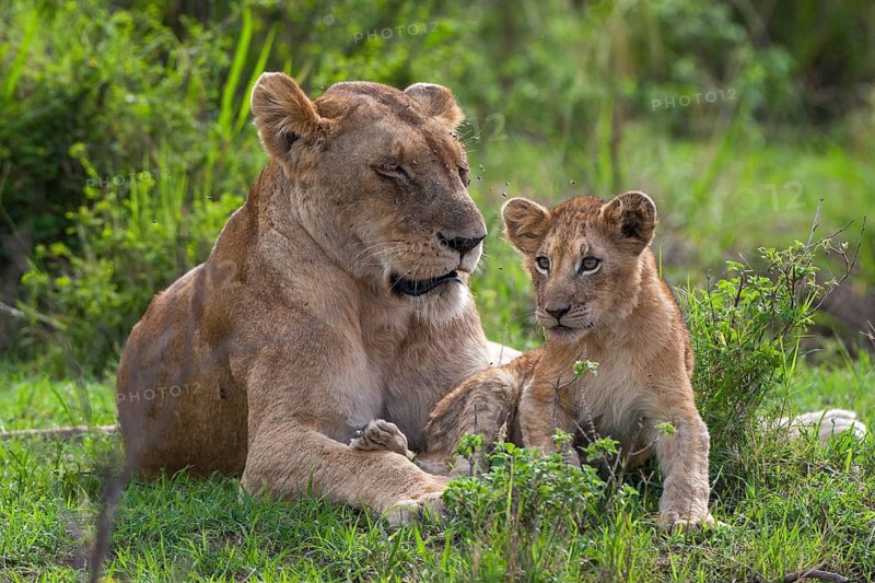 Lioness (Panthera leo) motherly love, South Africa