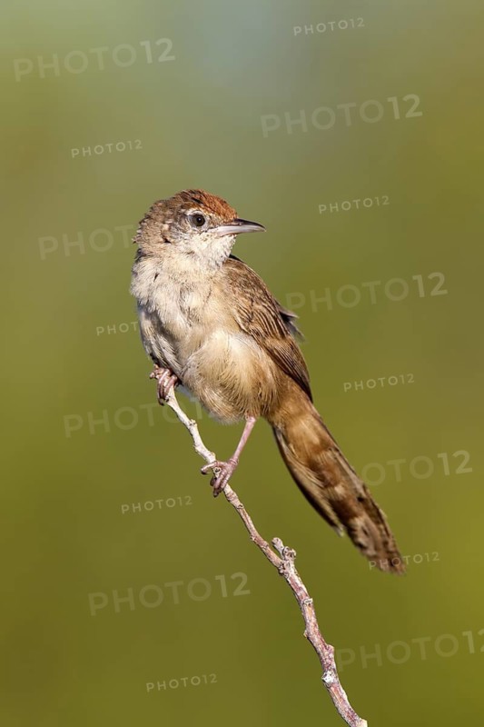 Spinifexbird (Megalurus carteri), Western Australia, Australia