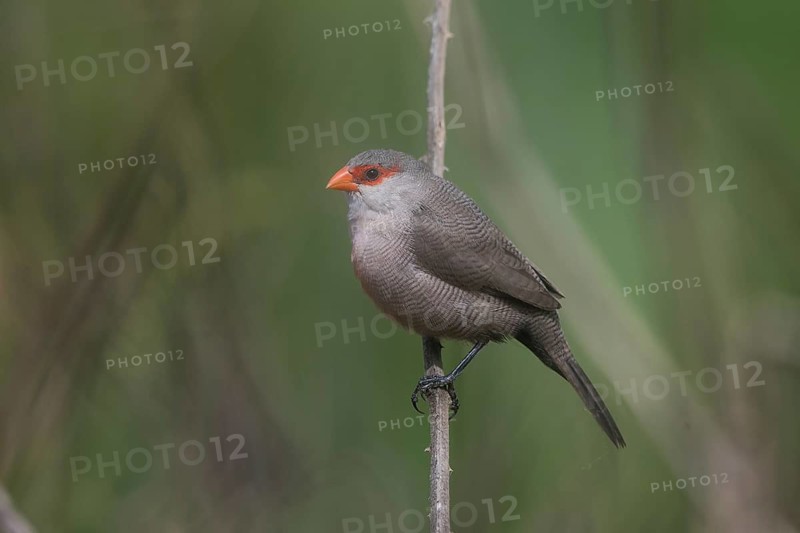 Common Waxbill (Estrilda astrild) perched on a branch, Cape Verde