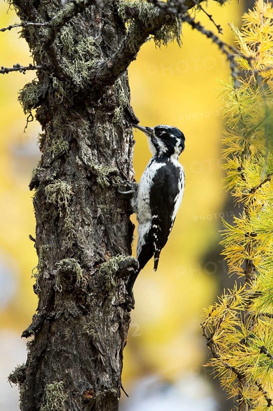 Eurasian Three-toed Woodpecker (Picoides tridactylus tridactylus) female climbing tree in larch forest, Dornod Aimag, Mongolia