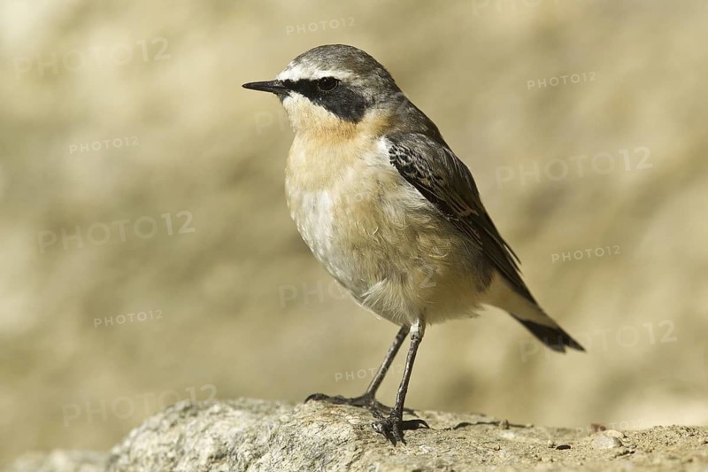 Northern Wheatear (Oenanthe oenanthe) female