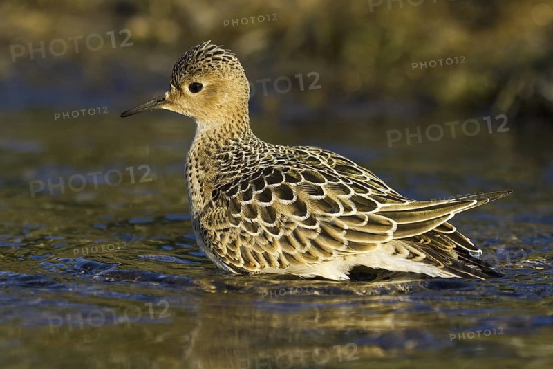 Buff-breasted Sandpiper (Calidris subruficollis), Asturias, Spain