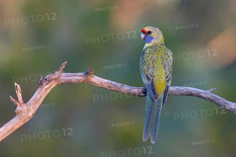 Yellow Rosella (Platycercus elegans flaveolus) male, Victoria, Australia